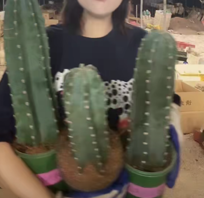 二妹园艺【 3棵 有根量天尺  清货 】【20cm+30cm+40cm】脱土随机发货