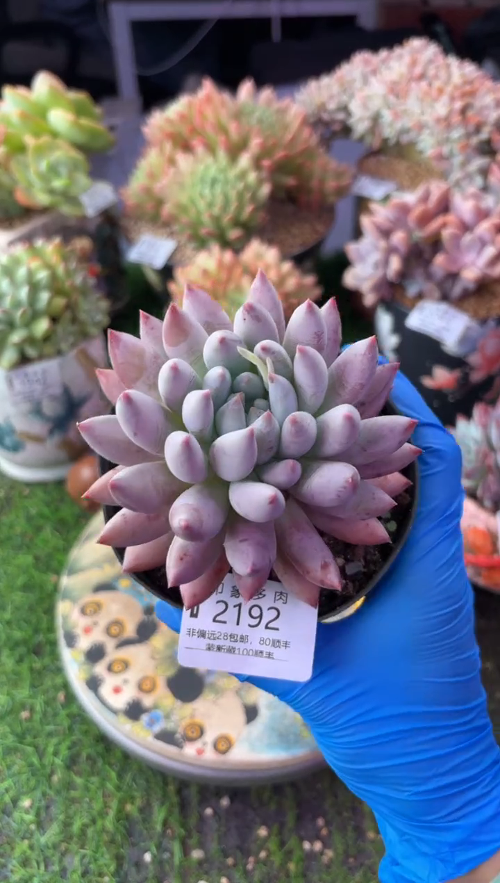 昆明印象多肉2192