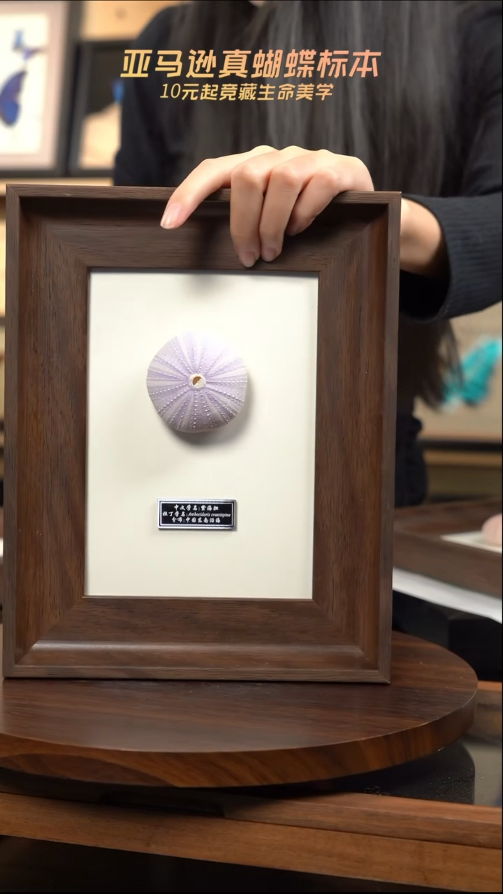 紫海胆标本摆件  