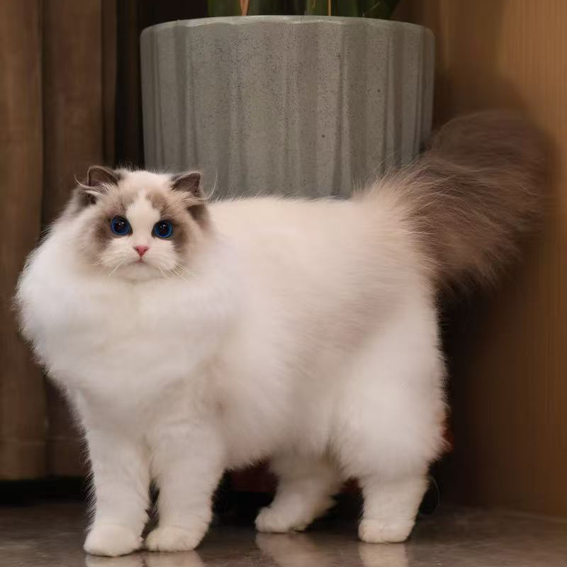 【宠悦布偶猫】活体猫咪