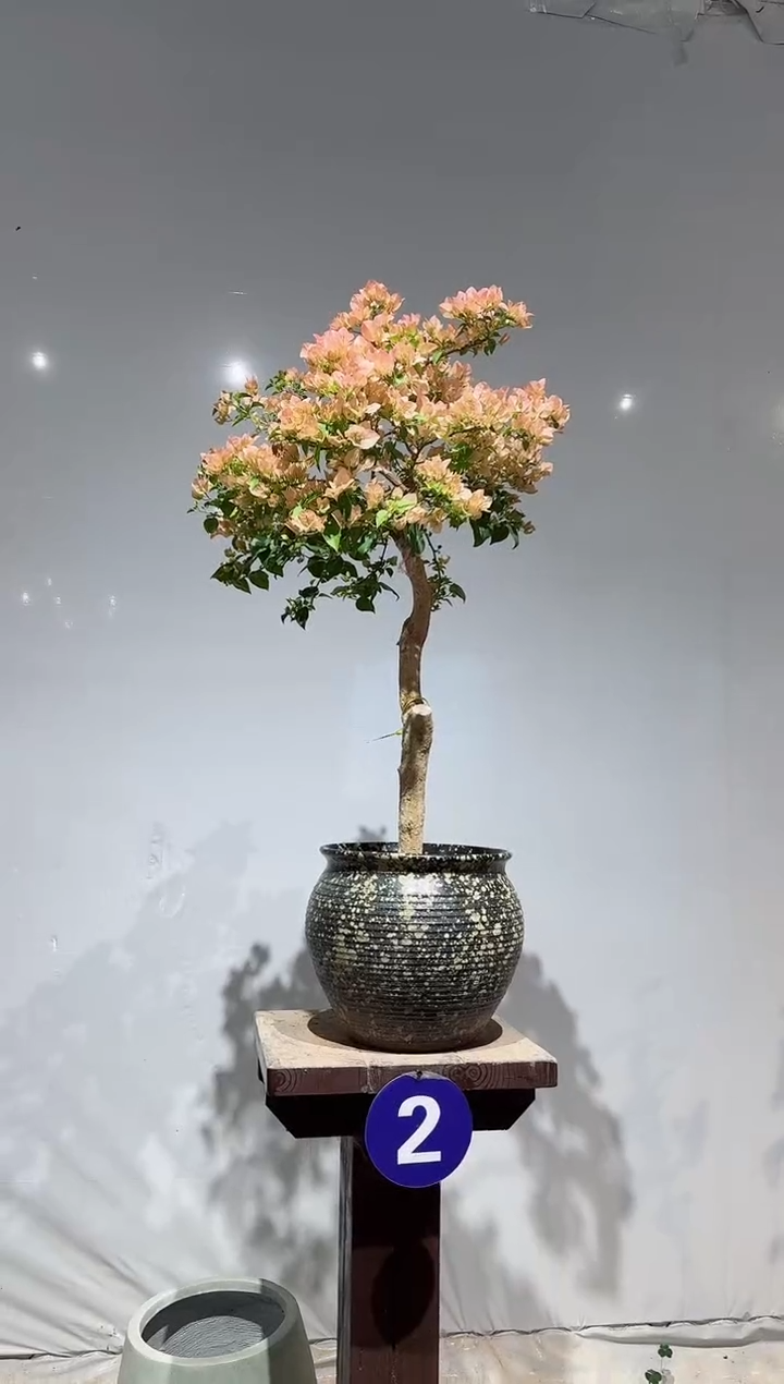 【闪购商品】盆景奶昔