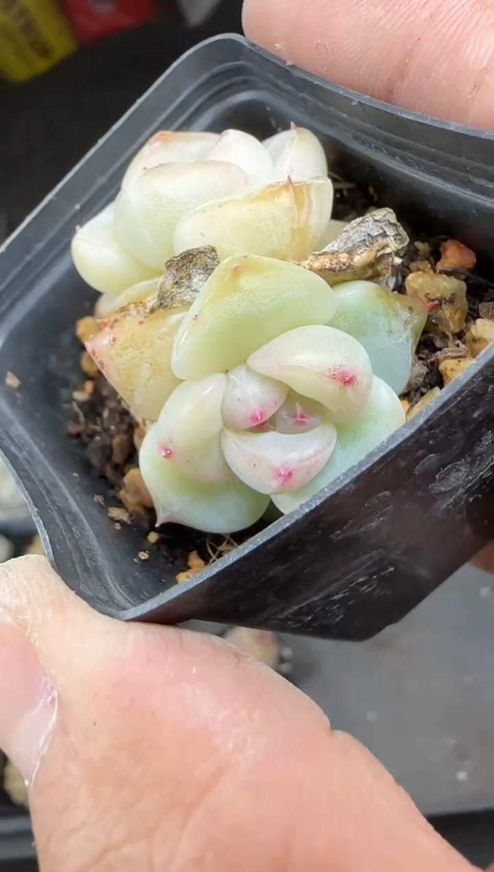 【闪购商品】一物一拍0221—300