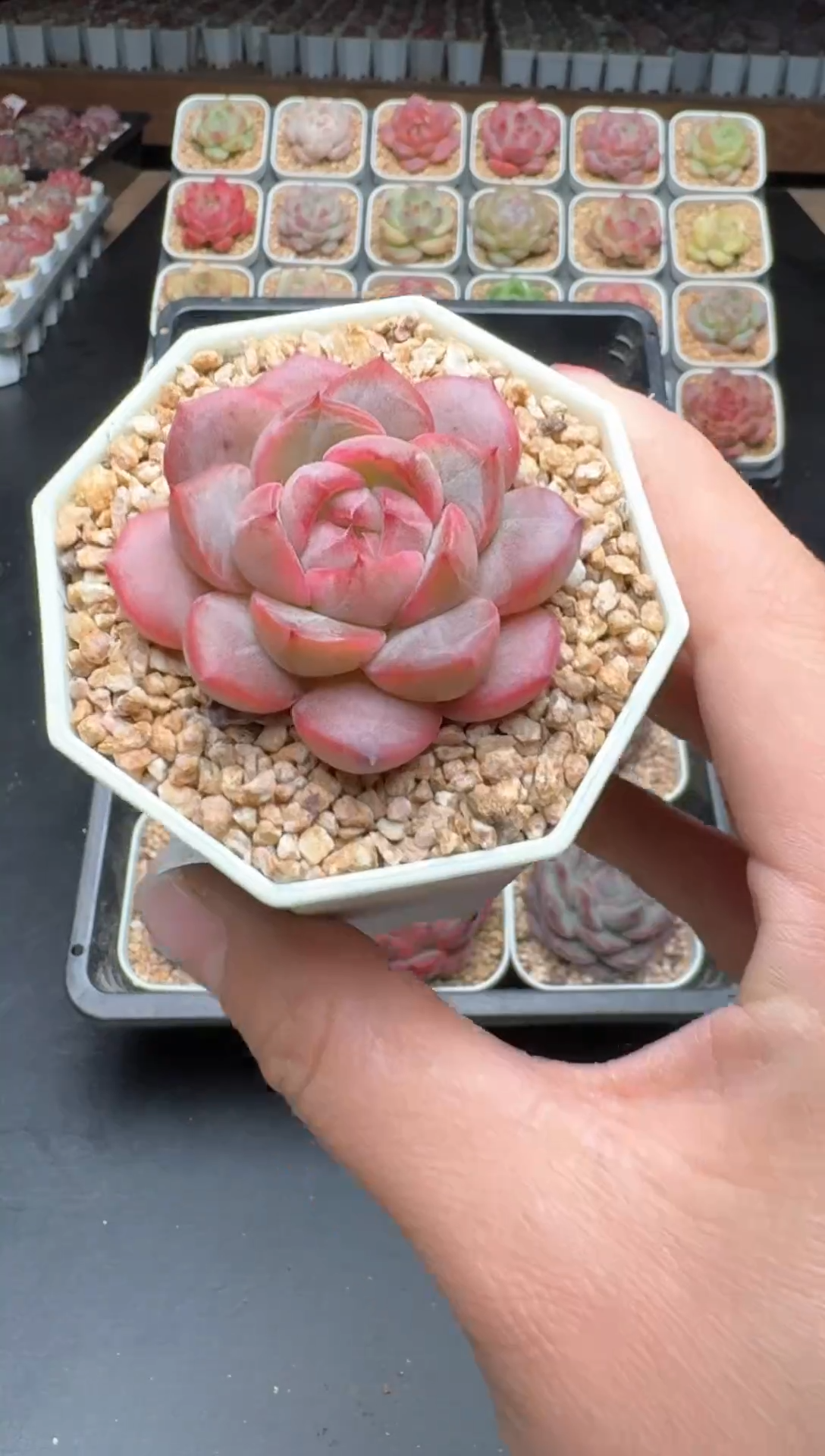 【闪购商品】648B物拍多肉带盆土6.5杯拍3颗包柚