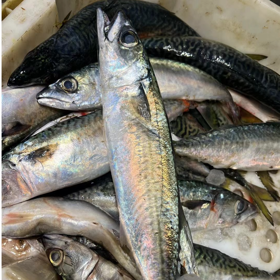 舟山本港新鲜青占鱼青花鱼