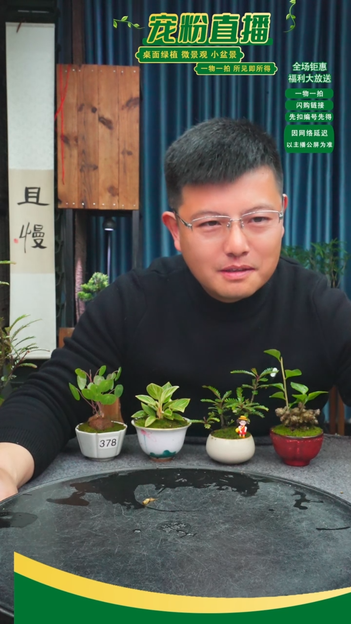 无花朵g*h苔藓微景观378号