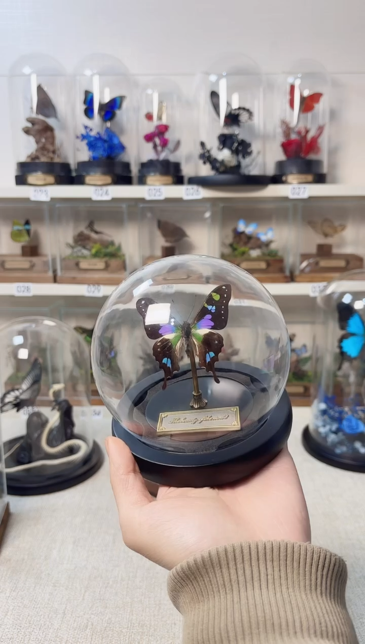 玻璃真蝴蝶标本玻璃罩款