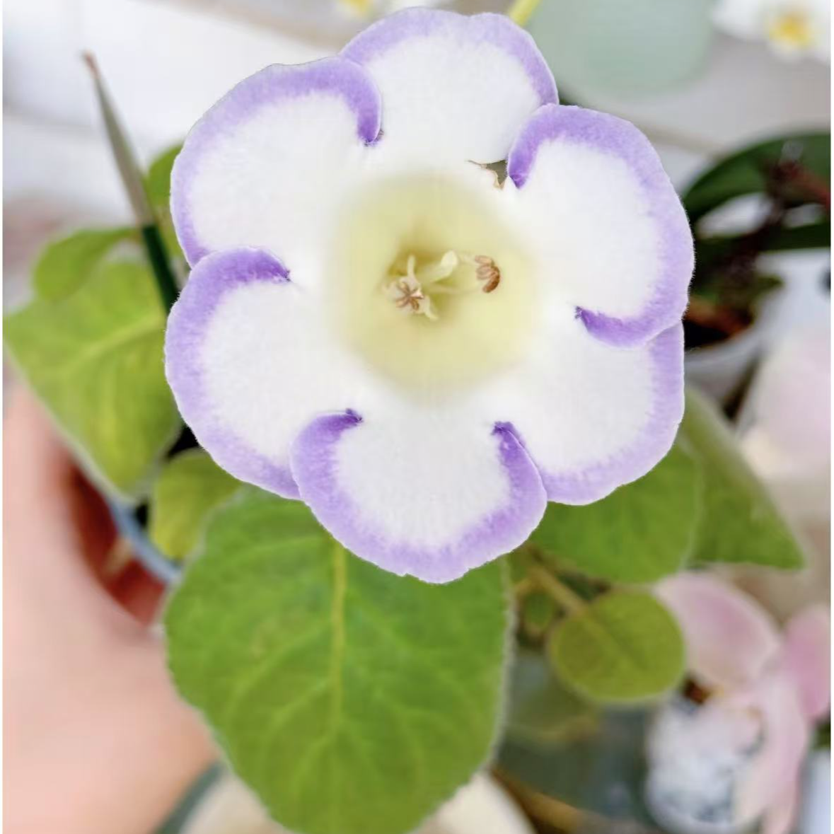 大岩桐【麻点】 一拍一物