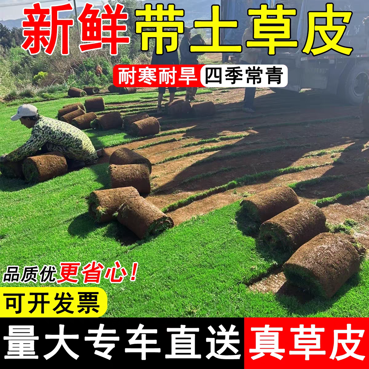 草皮带土真草坪四季常青别墅庭院绿化耐寒马尼拉果岭草台湾草