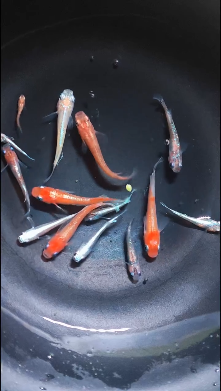 青鳉鱼观背青鳉11