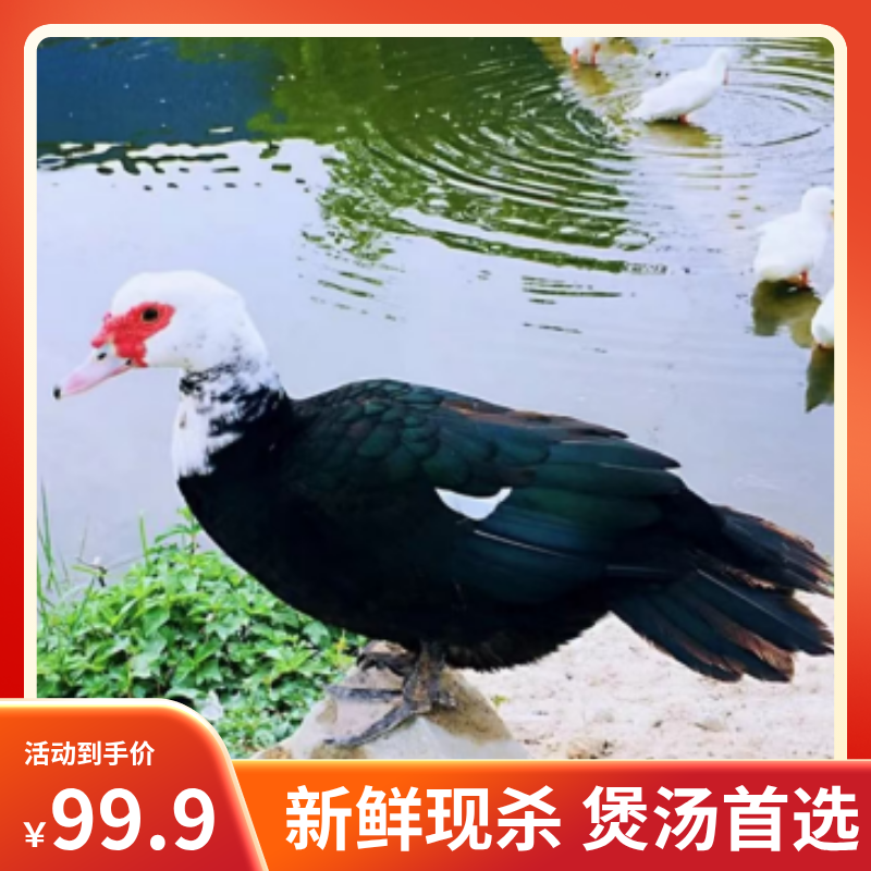 【农家番鸭】鲜活现杀老番鸭 2只净膛10斤 美味煲汤食材 顺丰冷链