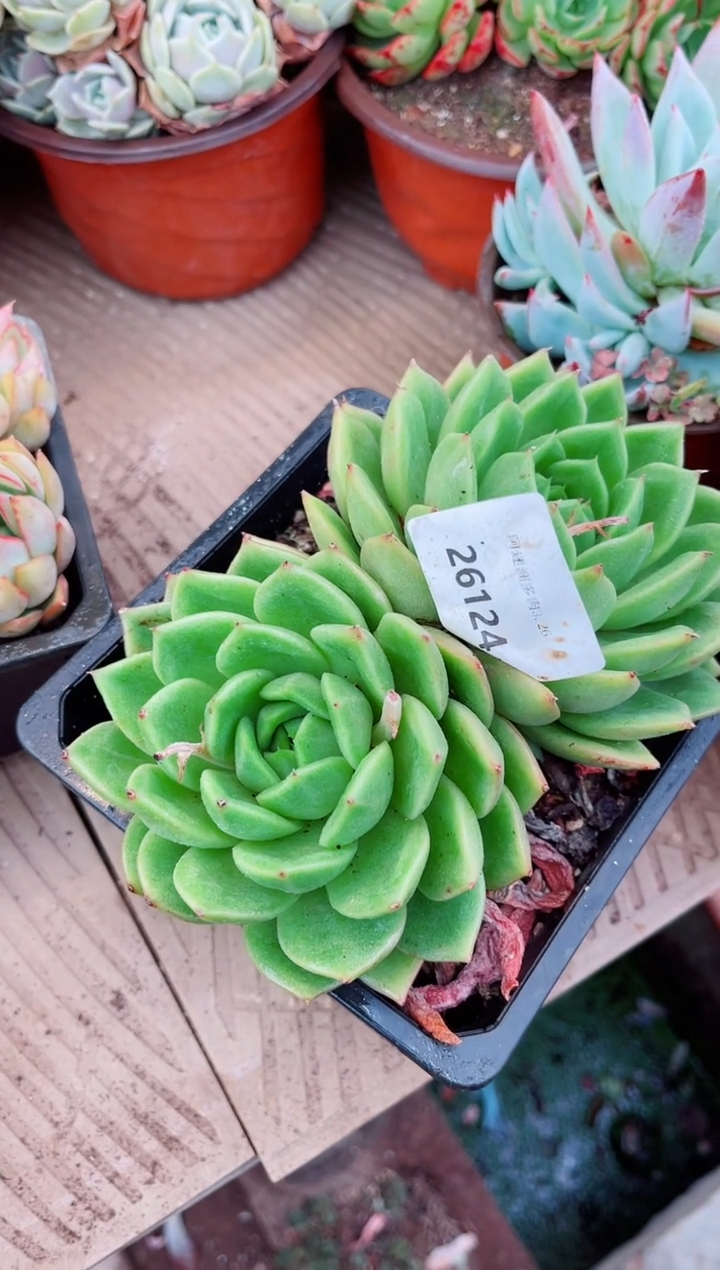26124多肉植物一物一拍
