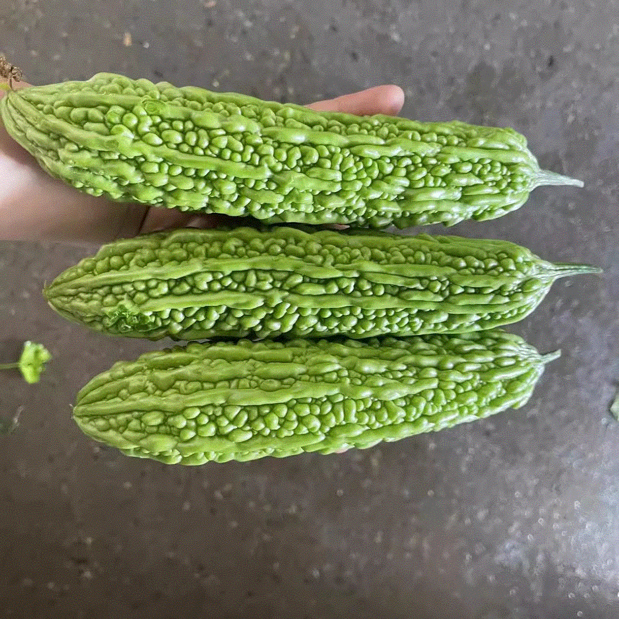 苦瓜新鲜山东农家自种凉瓜当季蔬菜现摘现发整箱农家种绿苦瓜