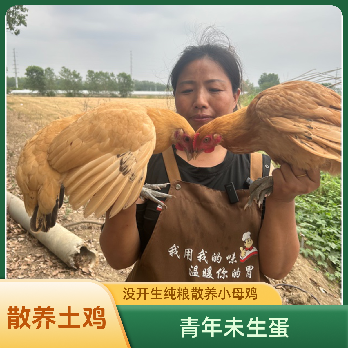 两只青年小母鸡单只净重1.6～1.8农家果园纯粮散养活鸡现杀