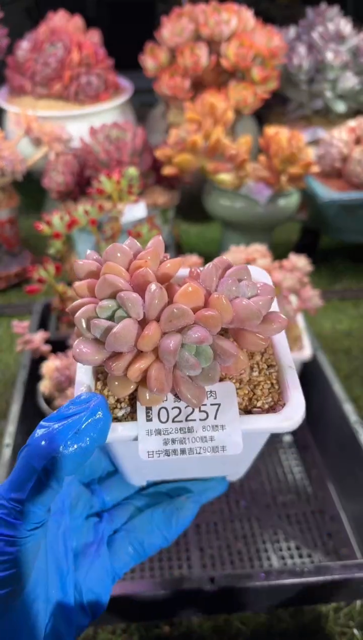 【闪购商品】02257