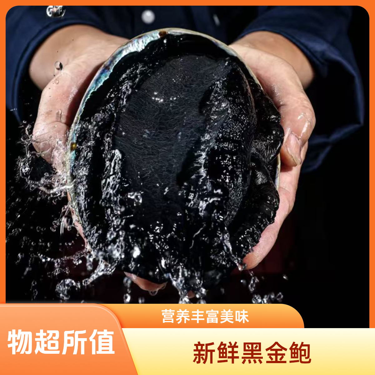 鲜活黑金鲍一个（0.9斤-1.2斤）