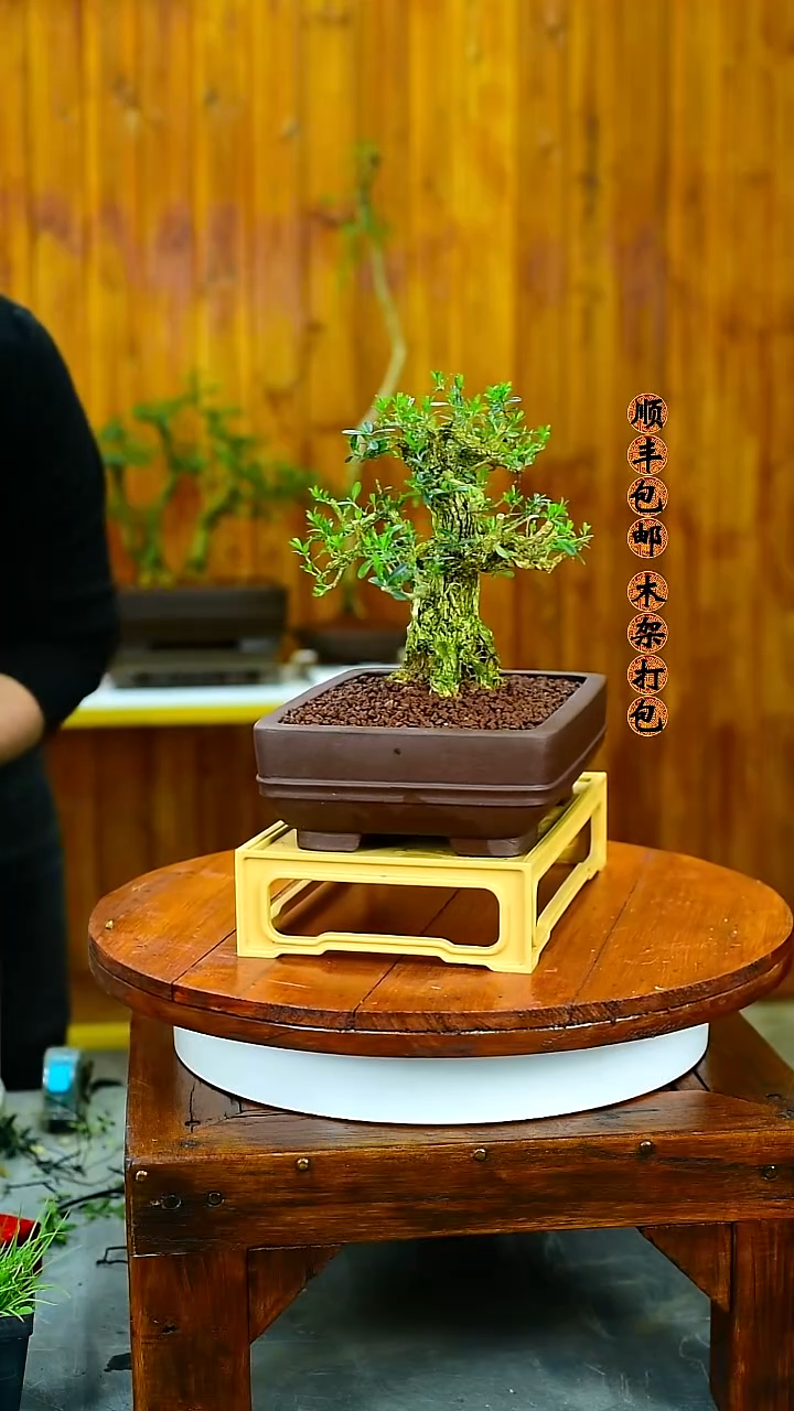 舍****^福建闽江雀舌皱皮黄杨