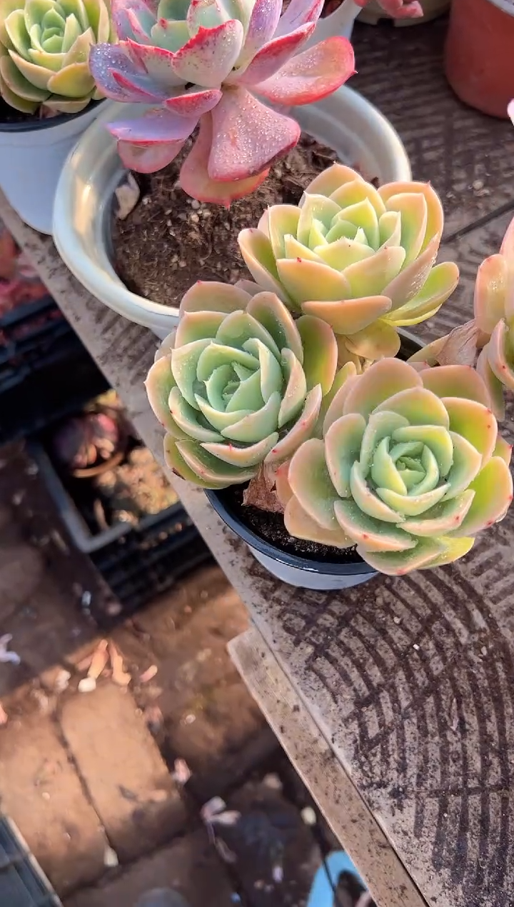 郭*阿迷洲多肉花卉28240