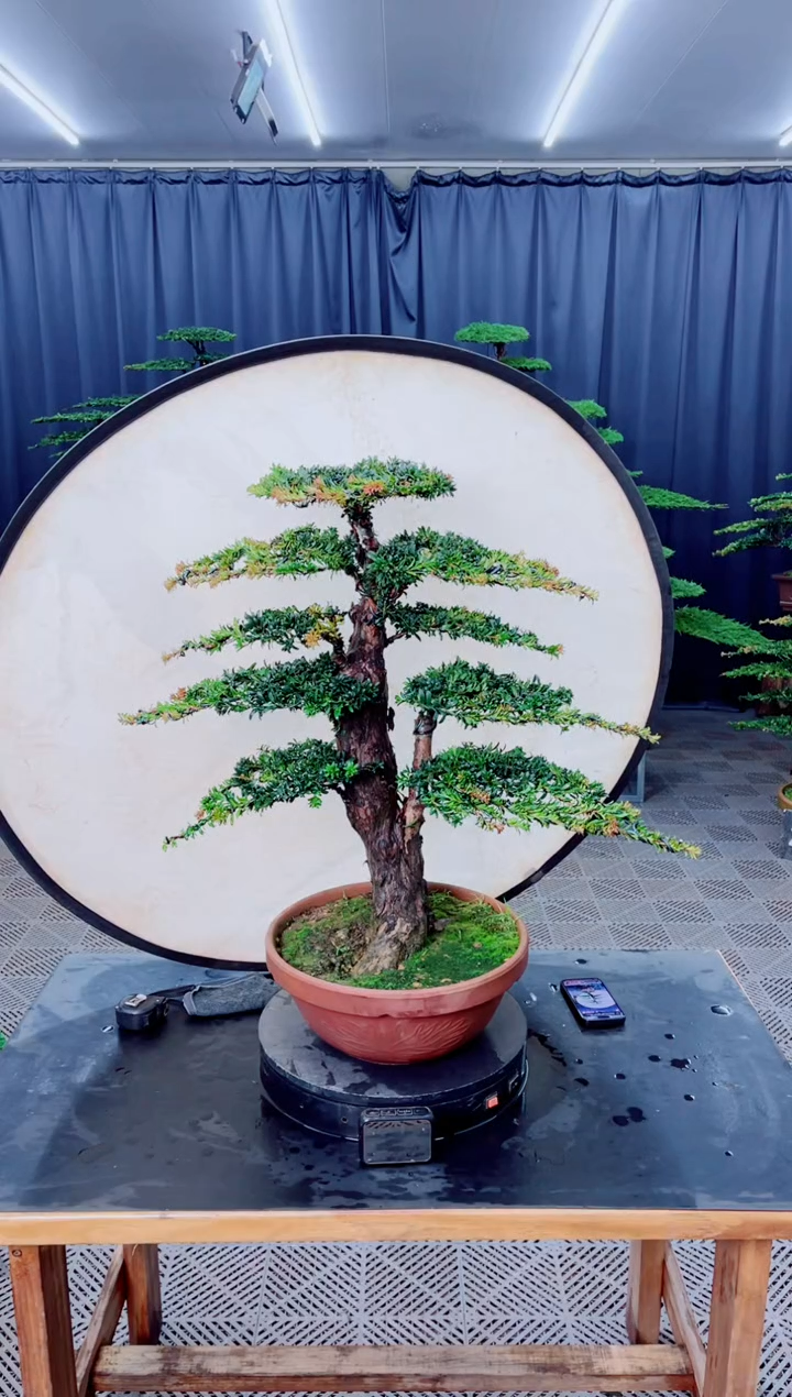 无花朵盆景......