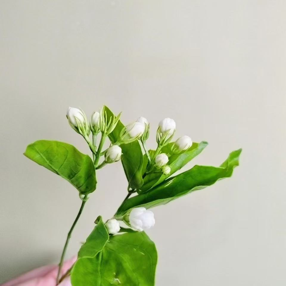 小薇专属『茉莉300g』家居养花 全场两单顺丰包邮 养护教程联系客服