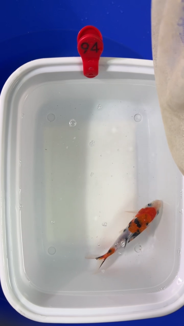 锦鲤活体二号链接