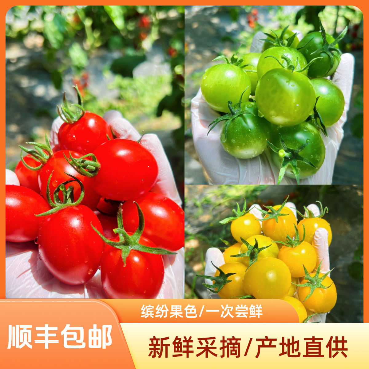 【暖阳农场】三色圣女果小番茄 产地直发【顺丰包邮】
