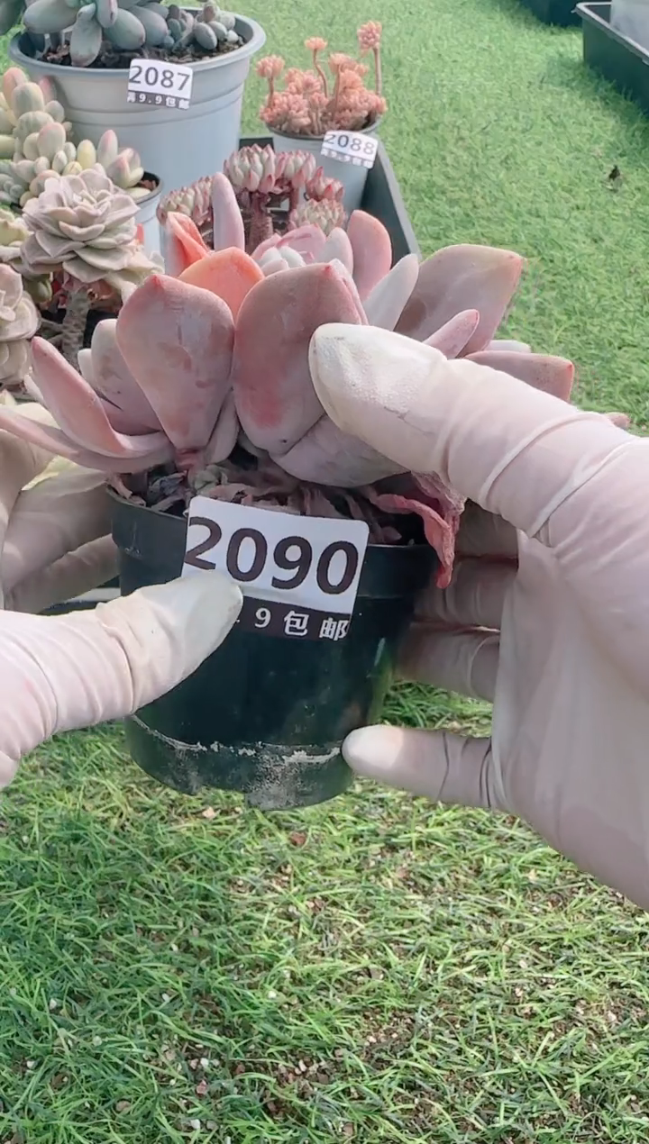 【闪购商品】信服多肉一物一拍