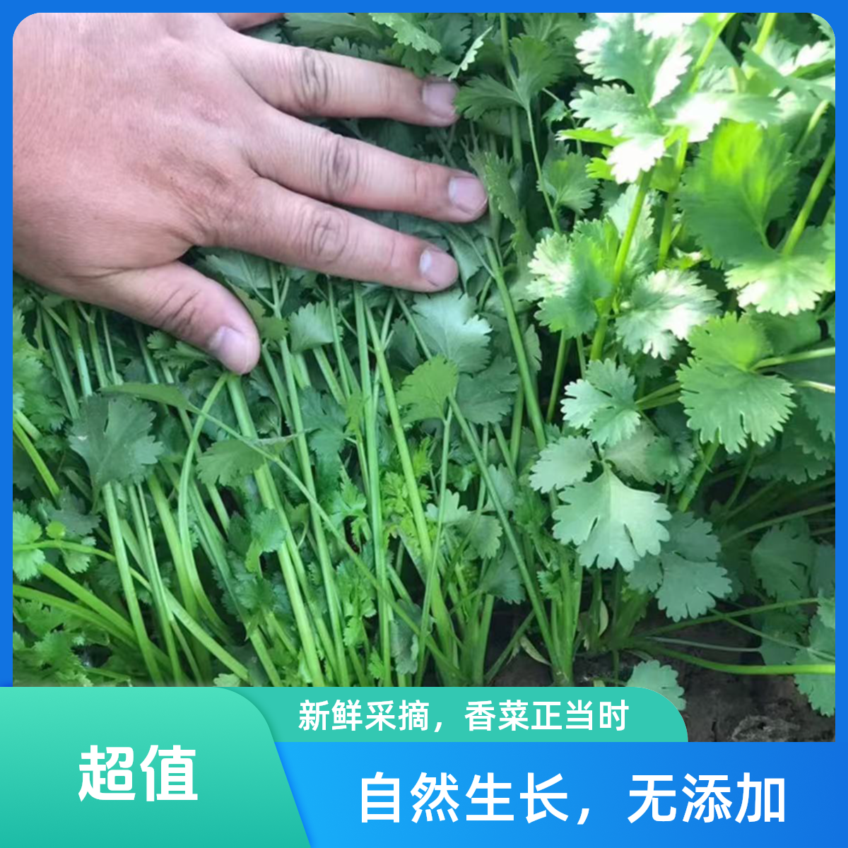 【香菜】大兴本土种植