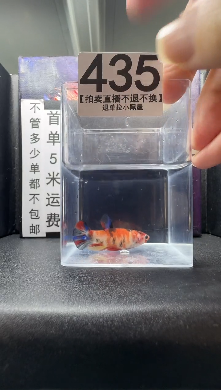 斗鱼母鱼编号：435