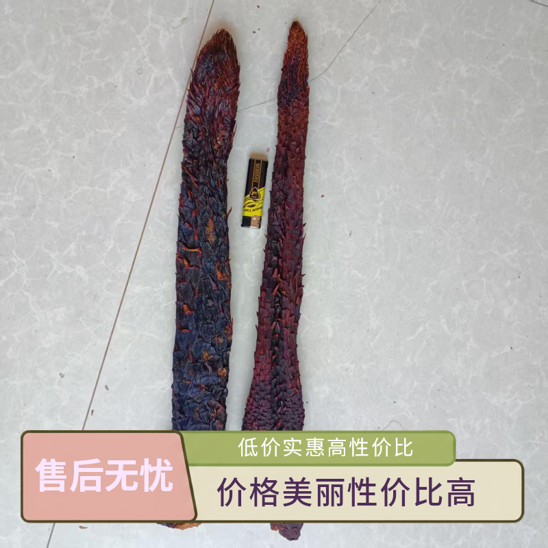 从 从  蓉 蓉内蒙沙漠自然生