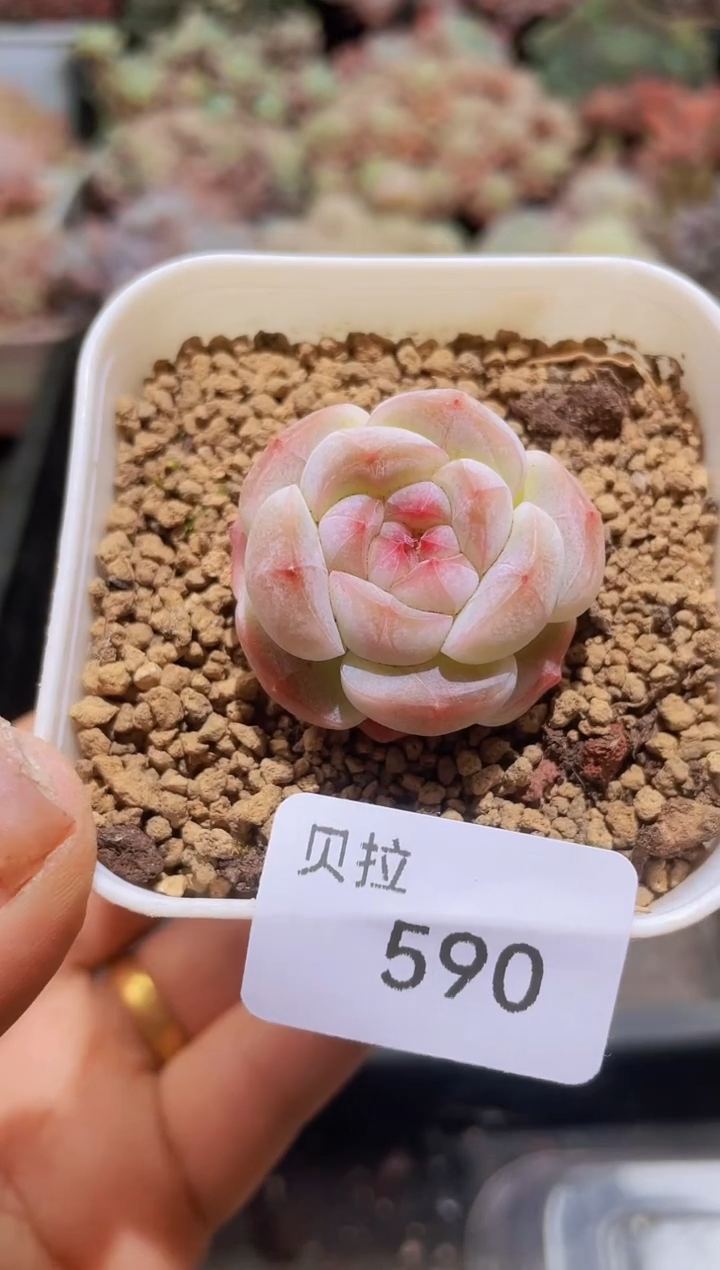 【闪购商品】590朦胧