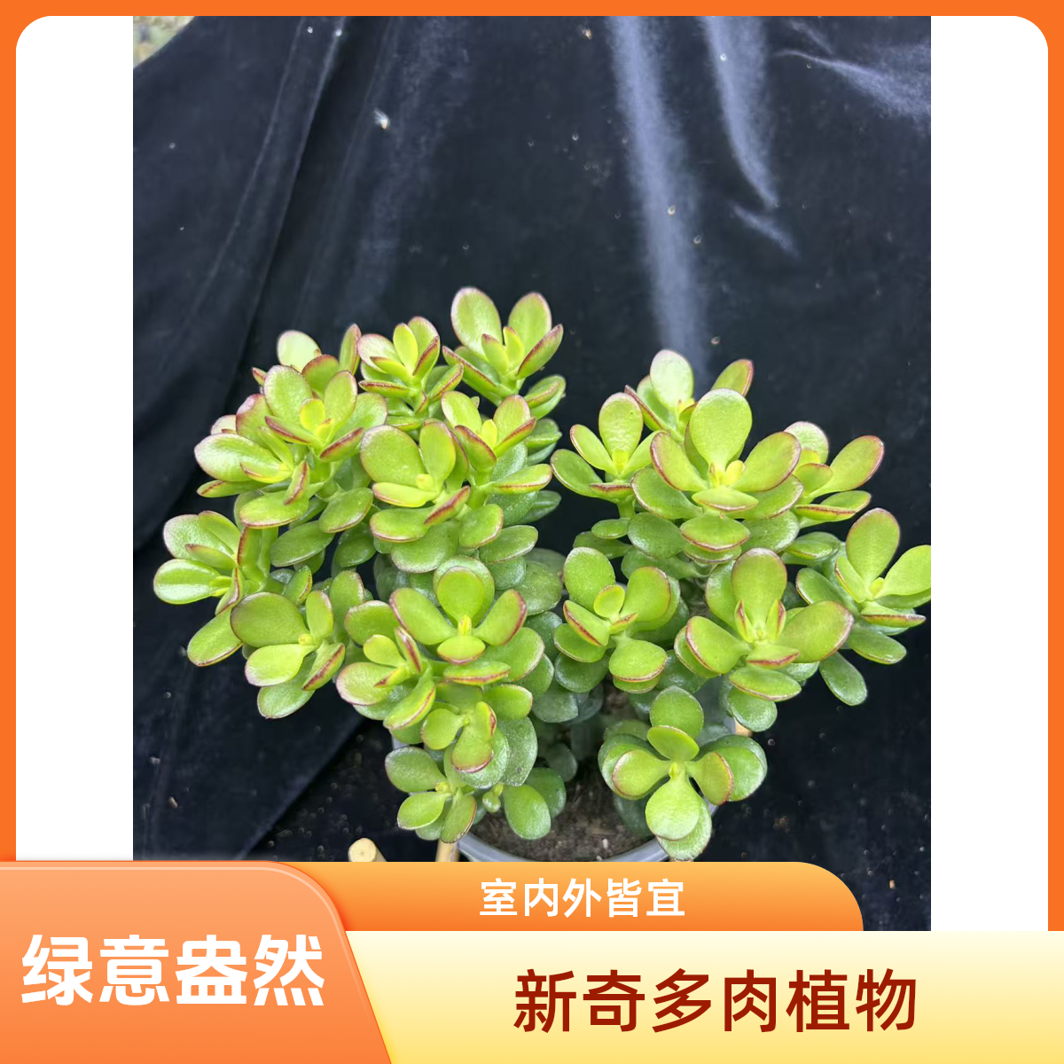 贝瑞多肉带盆带土适合新手室内外养殖