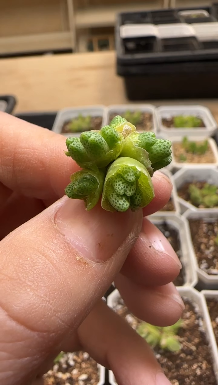 【闪购商品】13-358