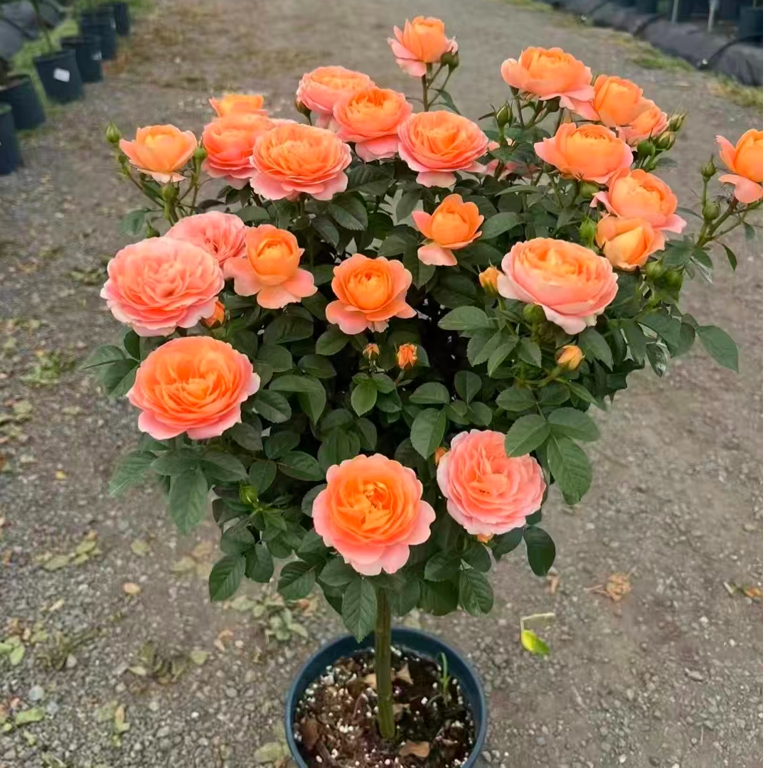 【 果汁阳台】棒棒糖月季 四季开花勤花阳台庭院趣味养植云南基地