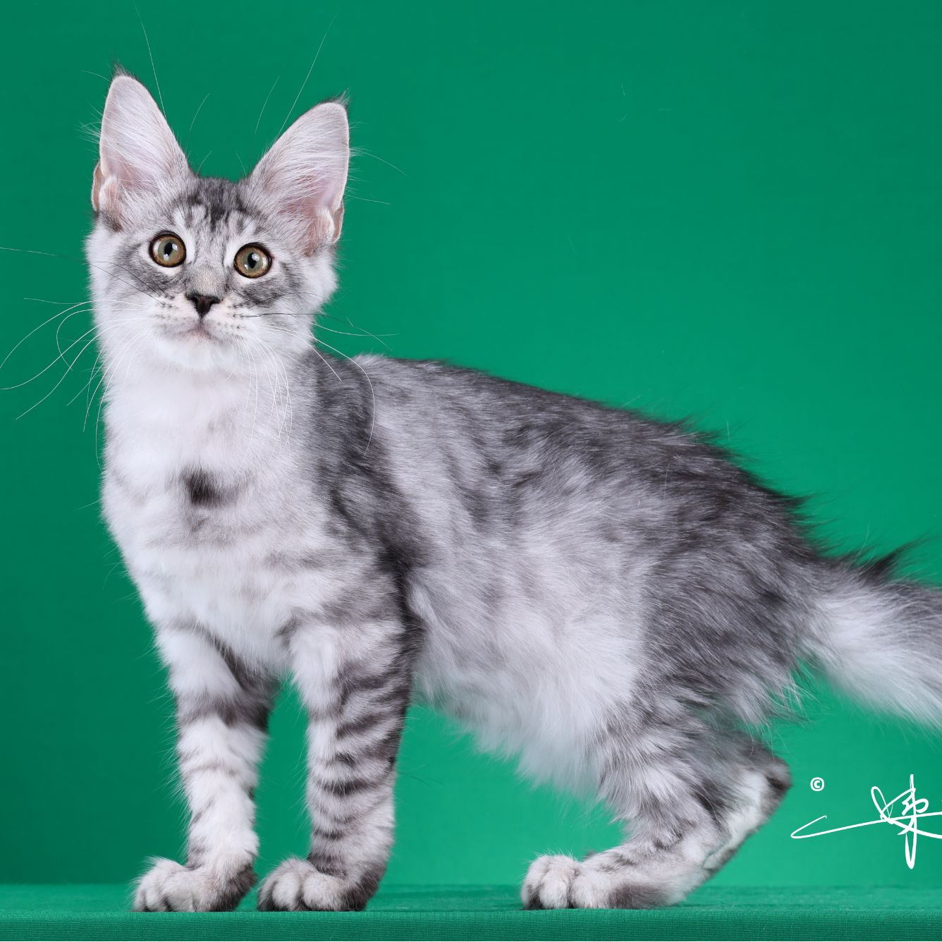 来了姊妹-银麻纹虎斑缅因猫 弟弟 4