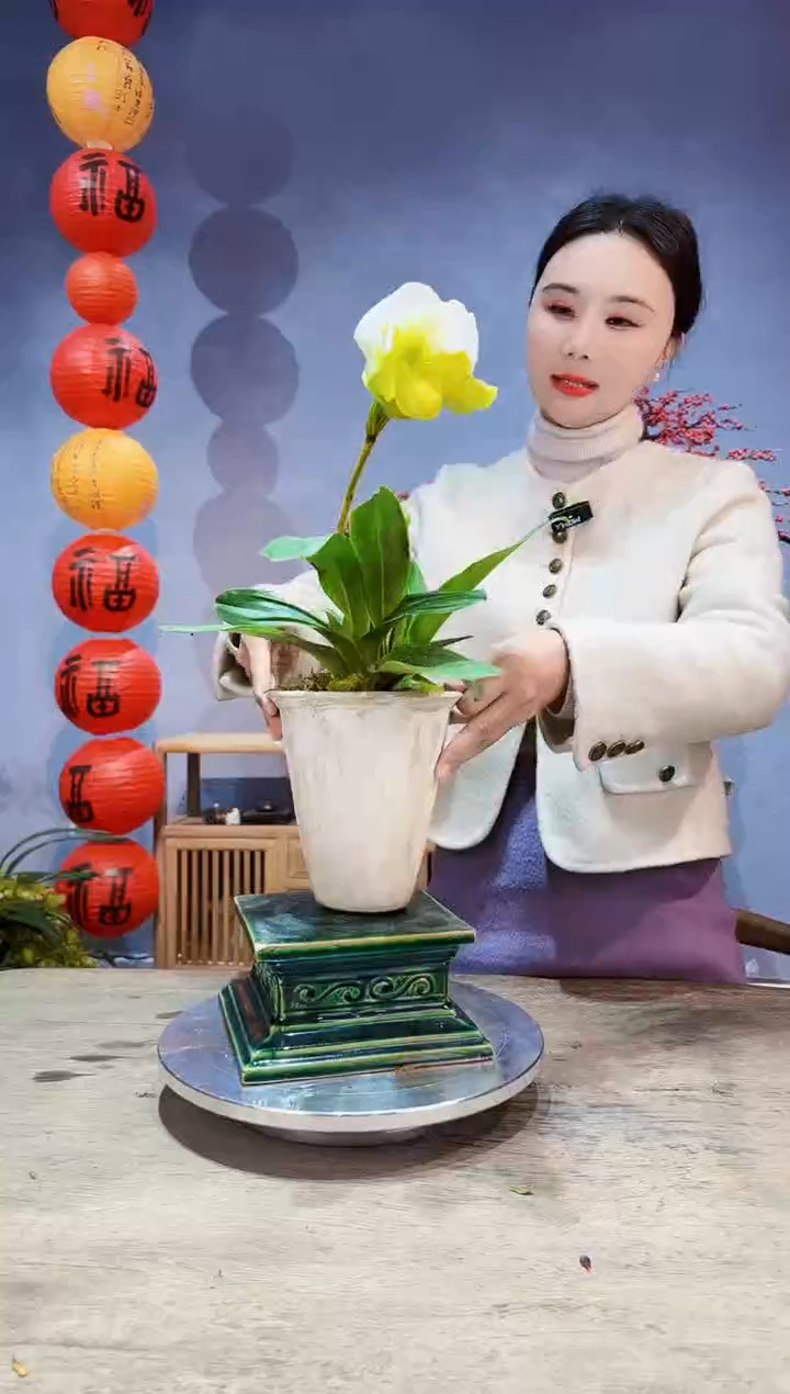 【闪购商品】盆景绿肉饼兜兰