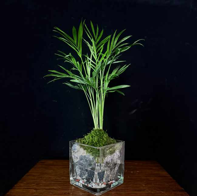 【袖珍椰子】-尺寸8cmx8cm方缸青龙石生态鱼缸造景室内盆栽