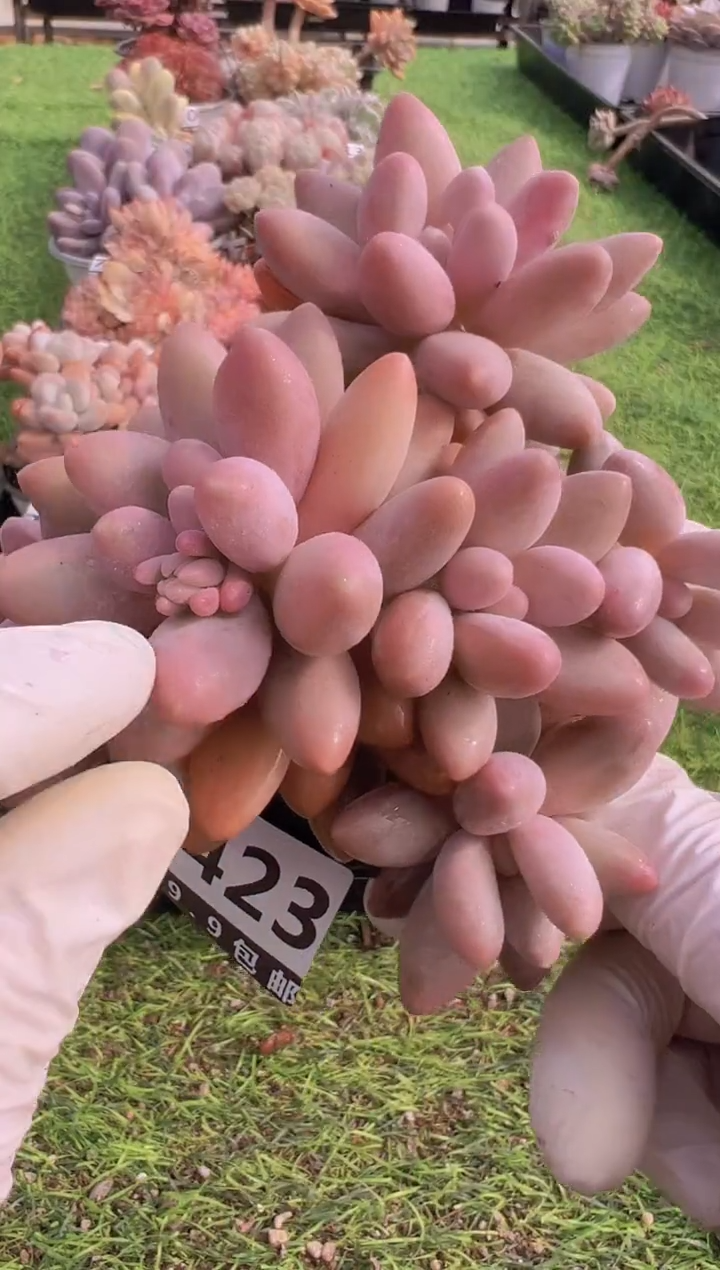 【闪购商品】信福多肉一物一拍