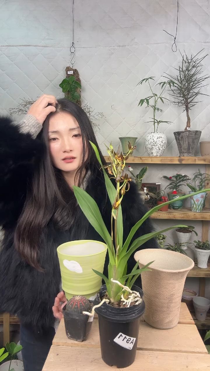 无花朵蜘蛛兰育苗盆911