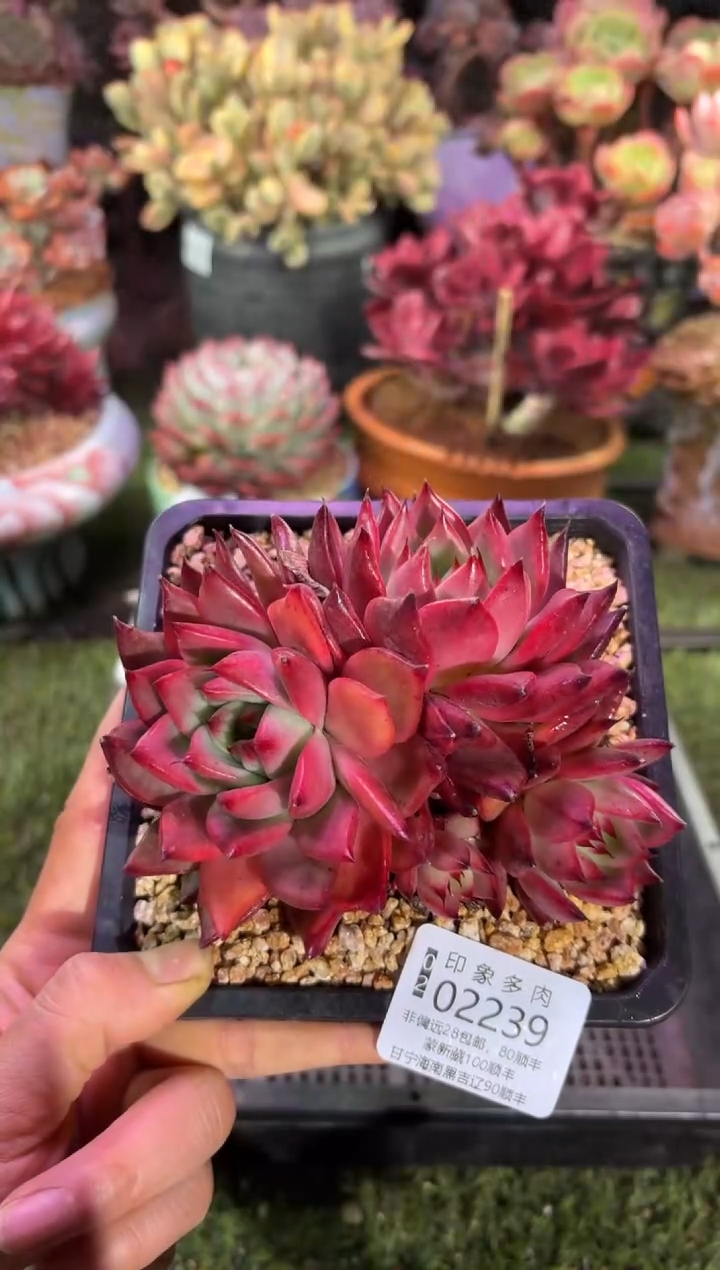 【闪购商品】02239