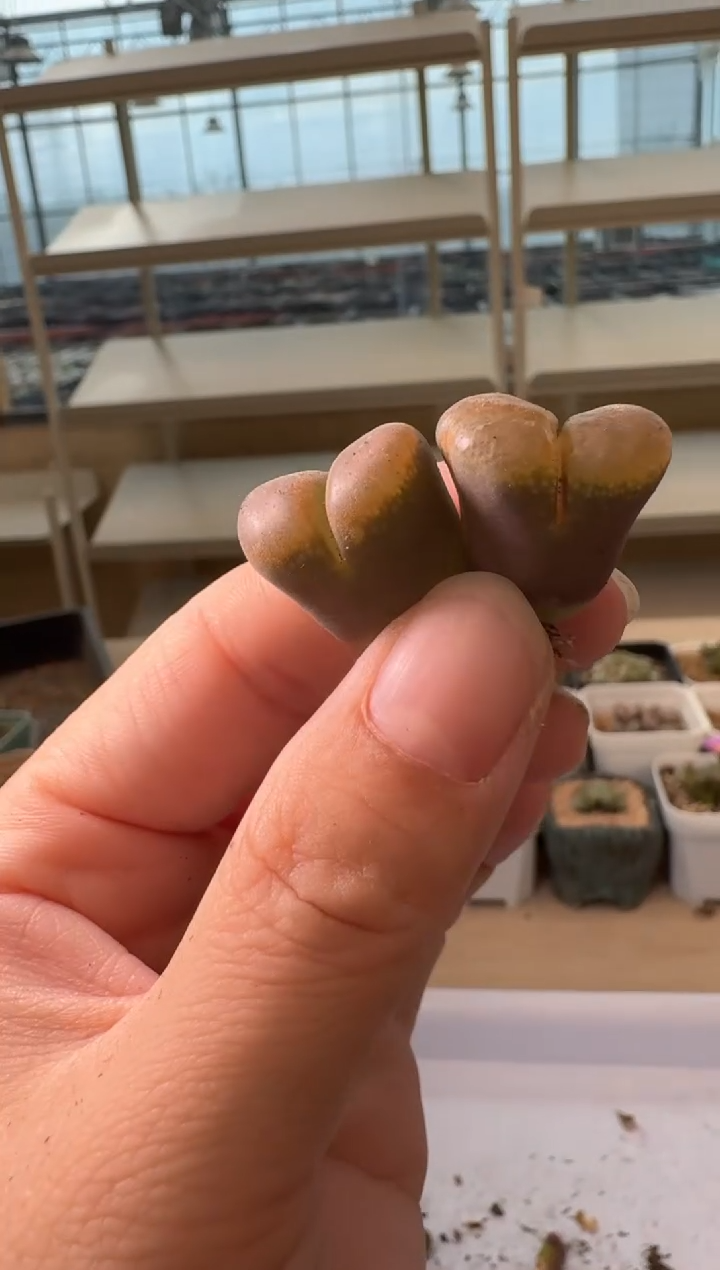 24-89多肉植物肉锥