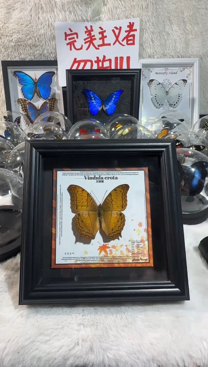 木文蛱蝶新相框 