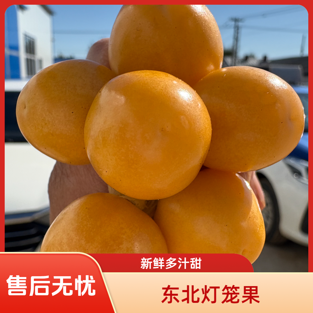 东北新鲜姑娘果灯笼果清甜多汁当季热卖水果