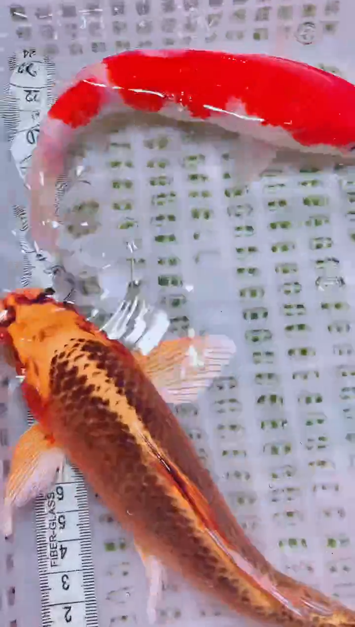 锦鲤血统锦鲤全场包邮119