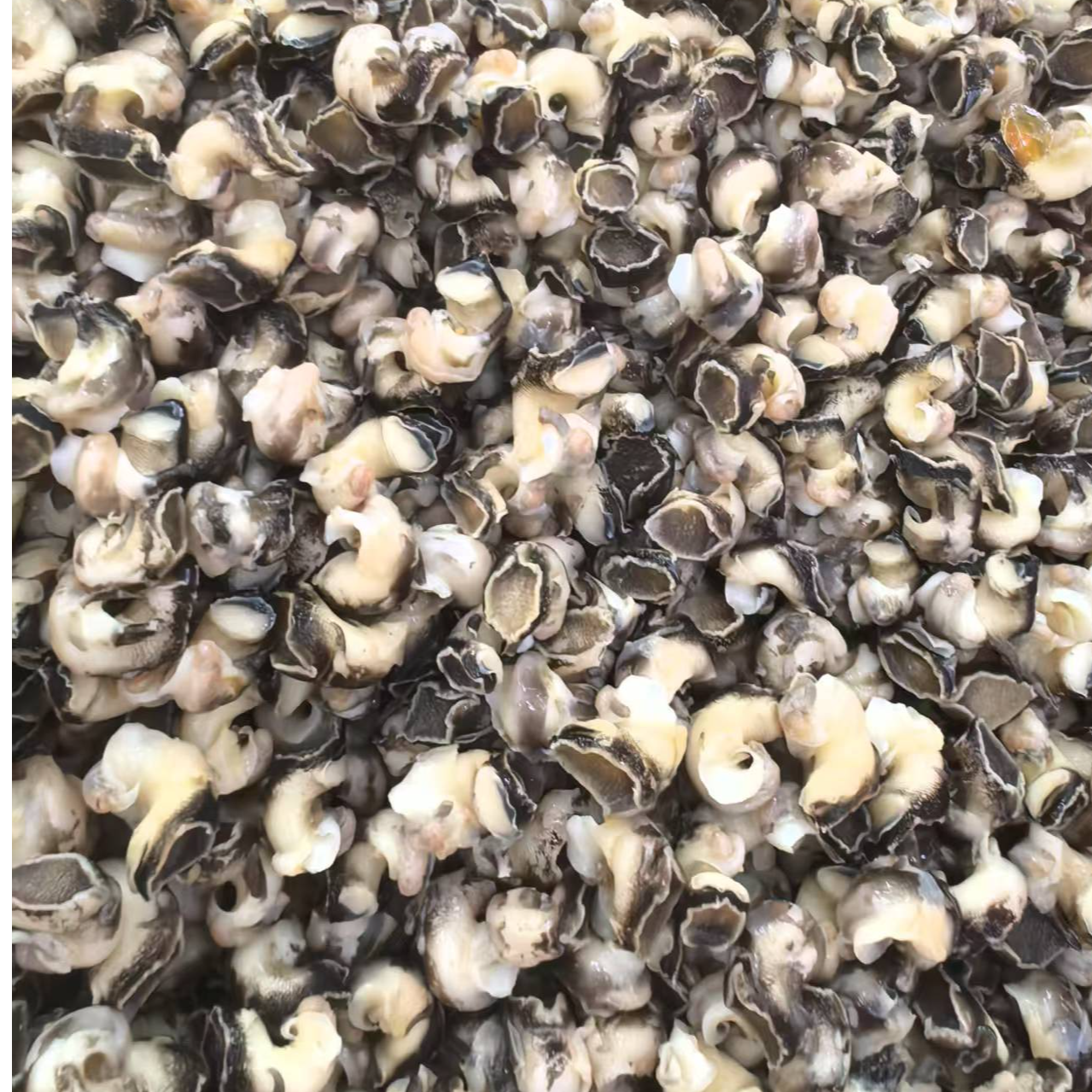 螺肉150g/包 新鲜现挖 福建厦门 顺丰包邮精品