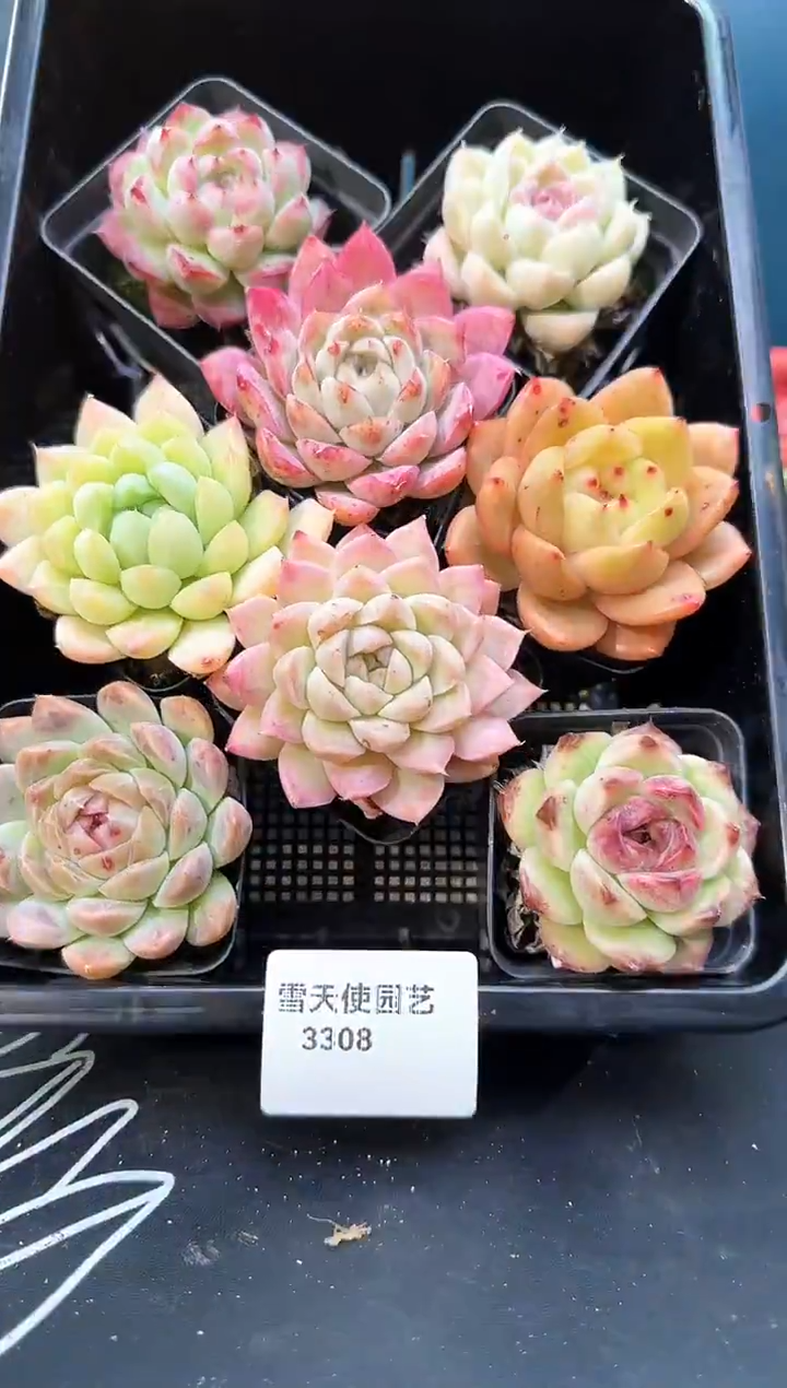 3 308   多肉 8 颗 