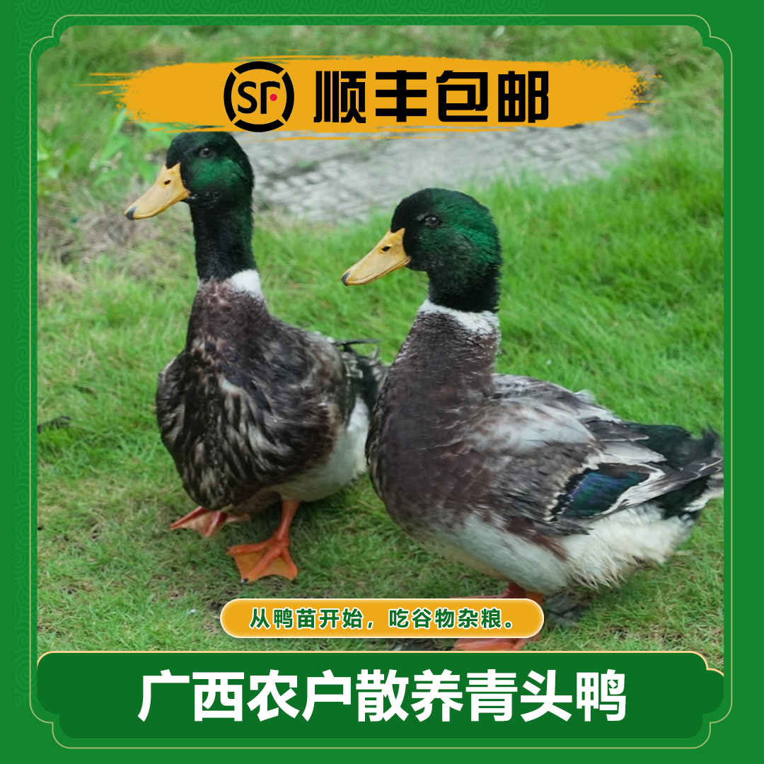 广西农家河边散养青头鸭正宗300天黄皮土鸭现宰顺丰冷链发货