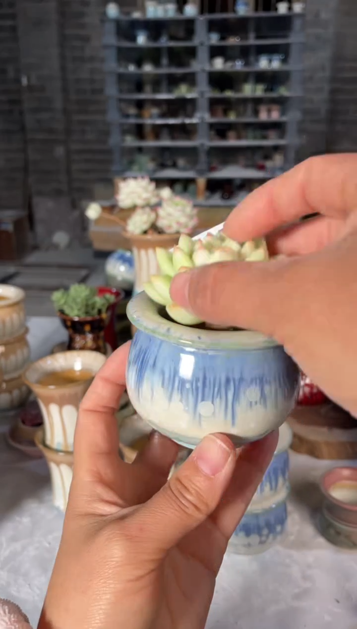 瓷片584小芳直播编号