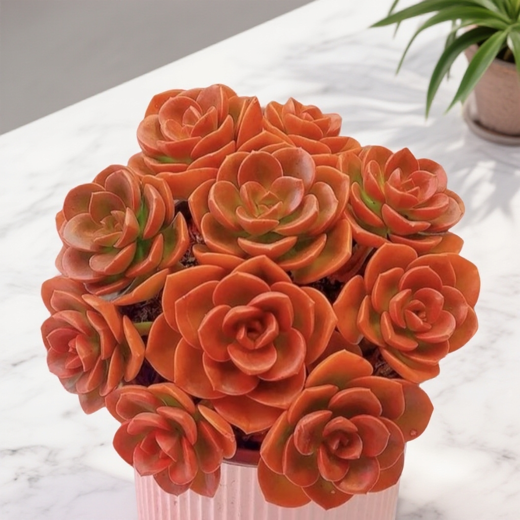 玫瑰盆栽巧克力【散桩带盆土发】两单包邮多肉植物多肉盆栽好看好养