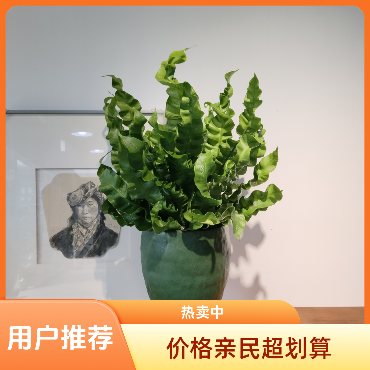 火焰鸟巢蕨桌面盆栽