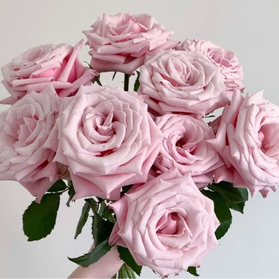 【珍珠项链】花舞月家粉色玫瑰直立大花美观